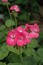 Pinto Pink Geranium (Pelargonium 'Pinto Pink') at A Very Successful Garden Center