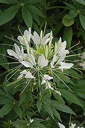 Spirit Frost Spiderflower (Cleome hassleriana 'Robspifro') at Lakeshore Garden Centres