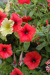 Glow Forest Fire Petunia (Petunia 'Glow Forest Fire') at A Very Successful Garden Center