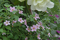 Snowstorm Red Bacopa (Sutera cordata 'Snowstorm Red') at A Very Successful Garden Center