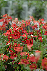 Romeo Red Twinspur (Diascia 'Romeo Red') at A Very Successful Garden Center