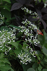 Euphoric&tade; White Euphorbia (Euphorbia 'Euphoric White') at A Very Successful Garden Center