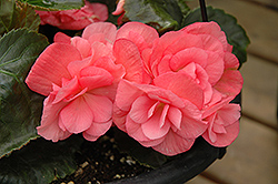 Dragone Pink Hope Begonia (Begonia x hiemalis 'Dragone Pink Hope') at A Very Successful Garden Center
