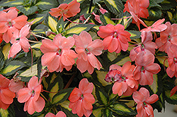 SunPatiens Spreading Variegated Salmon New Guinea Impatiens (Impatiens 'SunPatiens Spreading Variegated Salmon') at A Very Successful Garden Center