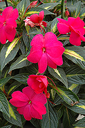 Sonic Hot Rose on Gold New Guinea Impatiens (Impatiens 'Sonic Hot Rose on Gold') at The Mustard Seed