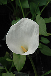 Calla Lily (Zantedeschia aethiopica) at A Very Successful Garden Center