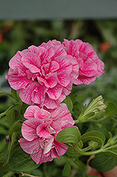 Double Wave Pink Petunia (Petunia 'Double Wave Pink') at A Very Successful Garden Center