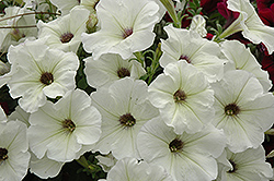 Glow White Blush Petunia (Petunia 'Glow White Blush') at A Very Successful Garden Center