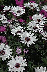 Soprano White African Daisy (Osteospermum 'Soprano White') at A Very Successful Garden Center