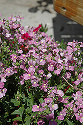 Compact Pink Innocence Nemesia (Nemesia 'Compact Pink Innocence') at A Very Successful Garden Center