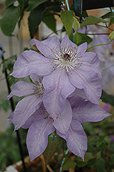Reflections Clematis (Clematis 'Evipo035') at A Very Successful Garden Center