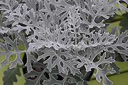 Silver Lace Dusty Miller (Artemisia stelleriana 'Silver Lace') at A Very Successful Garden Center