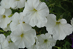 Hurrah White Petunia (Petunia 'Hurrah White') at A Very Successful Garden Center