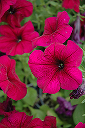 Hurrah Velvet Petunia (Petunia 'Hurrah Velvet') at A Very Successful Garden Center