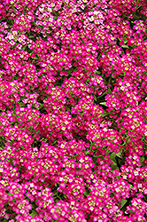 Wonderland Deep Rose Alyssum (Lobularia maritima 'Wonderland Deep Rose') at A Very Successful Garden Center