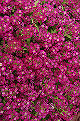 Wonderland Purple Alyssum (Lobularia maritima 'Wonderland Purple') at A Very Successful Garden Center