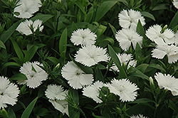 Elation White Pinks (Dianthus 'Elation White') at A Very Successful Garden Center