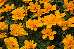 Safari Orange Marigold (Tagetes patula 'Safari Orange') at A Very Successful Garden Center