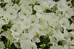 Picobella White Petunia (Petunia 'Picobella White') at A Very Successful Garden Center