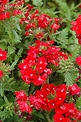 Obsession Red Verbena (Verbena 'Obsession Red') at A Very Successful Garden Center