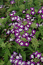 Obsession Blue With Eye Verbena (Verbena 'Obsession Blue With Eye') at Lakeshore Garden Centres