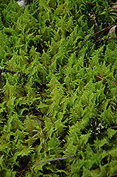 Plume Moss (Ptilium crista-castrensis) at A Very Successful Garden Center
