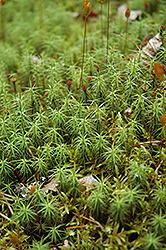 Juniper Haircap Moss (Polytrichum juniperinum) at A Very Successful Garden Center
