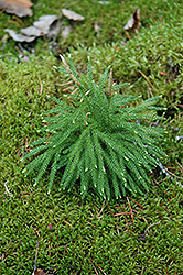 American Climacium Moss (Climacium americanum) at Stonegate Gardens