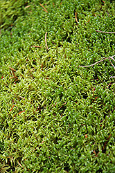 Peat Moss (Sphagnum centrale) at Lakeshore Garden Centres