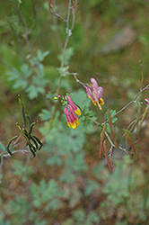 Pale Corydalis (Corydalis sempervirens) at A Very Successful Garden Center