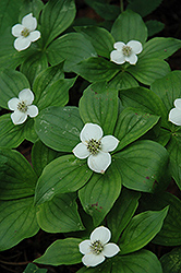Bunchberry (Cornus canadensis) at The Mustard Seed