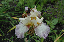 Fiction Iris (Iris 'Fiction') at A Very Successful Garden Center