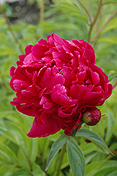 Adolphe Rousseau Peony (Paeonia 'Adolphe Rousseau') at A Very Successful Garden Center