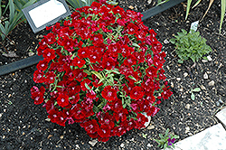 Floral Lace Crimson Pinks (Dianthus 'Floral Lace Crimson') at A Very Successful Garden Center