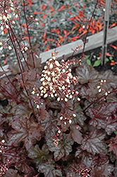 Midnight Bayou Coral Bells (Heuchera 'Midnight Bayou') at A Very Successful Garden Center