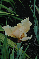 Peachy Face Iris (Iris 'Peachy Face') at Stonegate Gardens