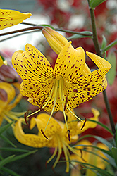 Citronelle Lily (Lilium 'Citronelle') at A Very Successful Garden Center