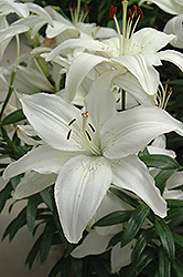New Wave Lily (Lilium 'New Wave') at Lakeshore Garden Centres