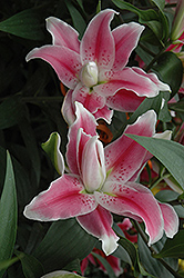Sweet Rosy Lily (Lilium 'Sweet Rosy') at Stonegate Gardens