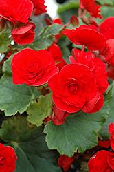 Red Baron Begonia (Begonia 'Red Baron') at A Very Successful Garden Center