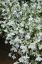 Techno White Lobelia (Lobelia erinus 'Techno White') at Lakeshore Garden Centres