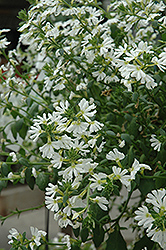 Savoir Faire Ultimate White Bacopa (Sutera cordata 'Savoir Faire Ultimate White') at A Very Successful Garden Center