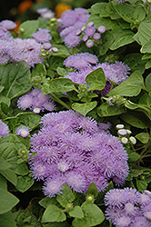 Hawaii Blue Flossflower (Ageratum 'Hawaii Blue') at A Very Successful Garden Center