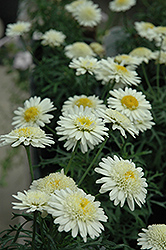 Madeira Crested Ivory Marguerite Daisy (Argyranthemum frutescens 'Madeira Crested Ivory') at A Very Successful Garden Center