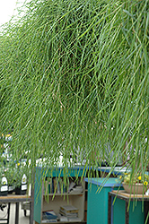 Green Twist Trailing Bamboo (Agrostis stolonifera 'Green Twist') at A Very Successful Garden Center