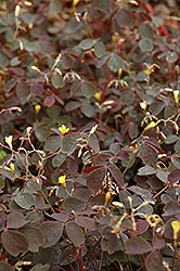 Burgundy Bliss Shamrock (Oxalis vulcanicola 'Burgundy Bliss') at A Very Successful Garden Center