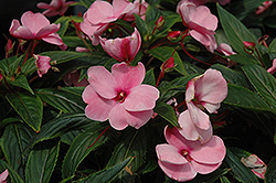 Posh Pink New Guinea Impatiens (Impatiens 'Posh Pink') at A Very Successful Garden Center