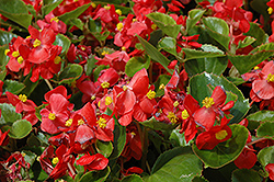 Prelude Scarlet Begonia (Begonia 'Prelude Scarlet') at Lakeshore Garden Centres