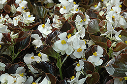 Harmony White Begonia (Begonia 'Harmony White') at A Very Successful Garden Center