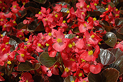 Harmony Scarlet Begonia (Begonia 'Harmony Scarlet') at A Very Successful Garden Center